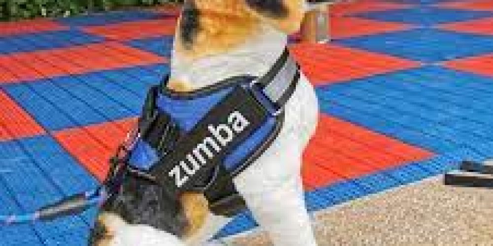 Long lasting and Dependable: Buy the right No Draw Control for that Dog